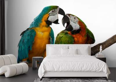 Parrot macaw on white background. Wall mural