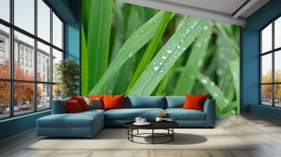 dew on green grass Wall mural