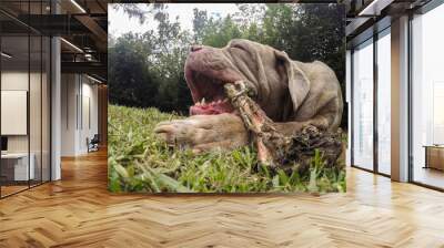 Portrait Of  Neapolitan Mastiff Dog Chewing A Big Bone Wall mural