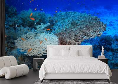 Bleached stony coral Wall mural