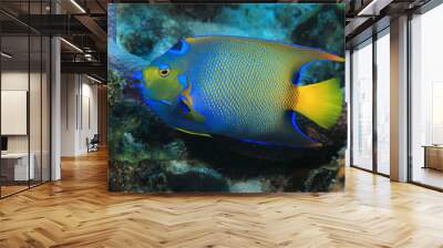 Queen angelfish Wall mural