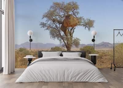 Picture of a tree with a large weaver bird's nest in namibia Wall mural