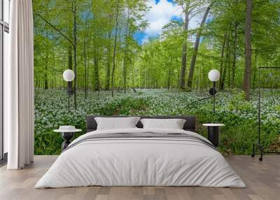 View over a piece of forest with dense growth of white flowering wild garlic Wall mural