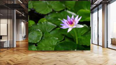 Egyptian lotus, or Nymphaea nouchali water lily flower in a garden Wall mural