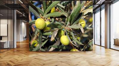 Fresh green olives on a tree Wall mural