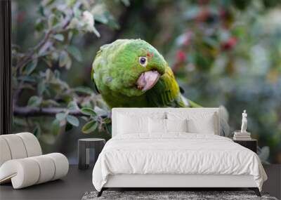 Cherry Headed Conure Wall mural