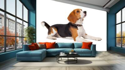 beagle dog on white background Wall mural