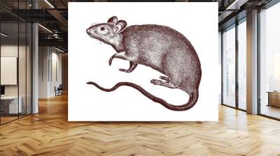 Set of rats in continuous line art drawing style. Mouse minimalistic black line sketch on white background. Vector illustration Wall mural