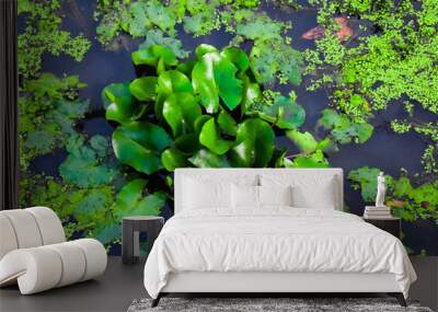 Small buds of lotus flower with green leaves in a lake Wall mural