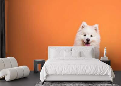 Samoyed puppy sitting on a solid orange background with space above for text Wall mural