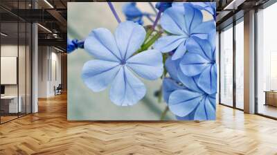 Phlox divaricata, decorative shrub with blue blooming blossoms. Also knoown as the wild blue phlox, woodland phlox, or also wild sweet william, flowering plant in the family Polemoniaceae.  Wall mural