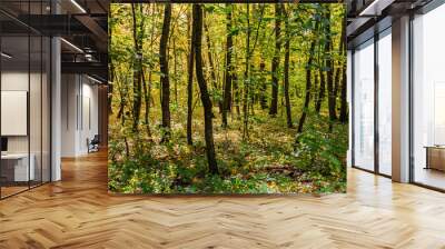 autumn forest Wall mural