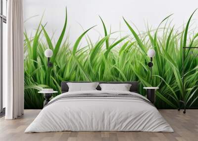 a green grass isolated background Wall mural