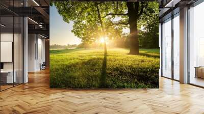 tree foliage in beautiful morning light with sunlight in summer Wall mural