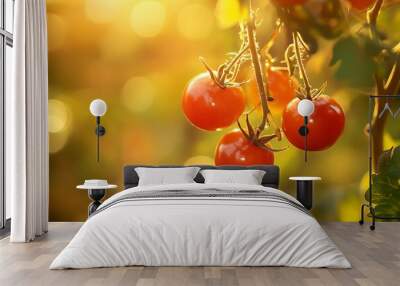 Branch of cherry tomatoes growing under golden sunlight Wall mural