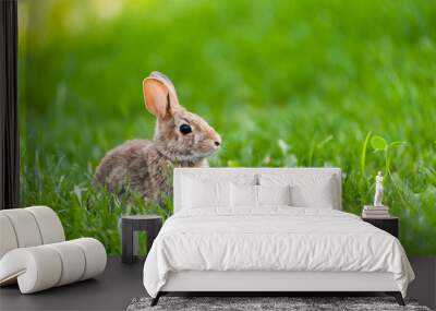 Focus on small wild bunny in green grass. Wall mural