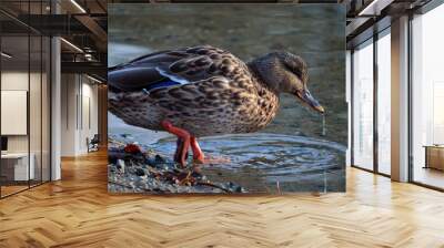 mallard duck on sandy pond shore in summer Wall mural