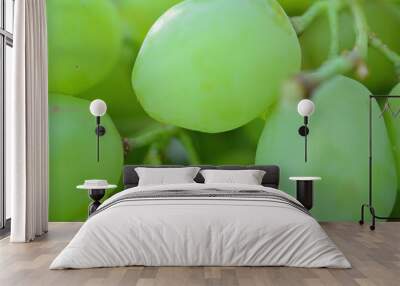 sweet green ripe grapes Wall mural