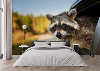 A curious funny raccoon peaking his head out of the fast fast moving car window on the road in the countryside	 Wall mural