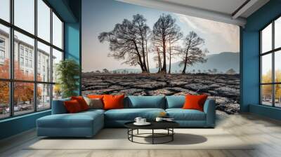 Dry soil texture with dead trees. Global warming and climate change concept Wall mural