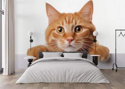 Portrait of ginger cat peeking from behind blank banner. Isolated on white background Wall mural