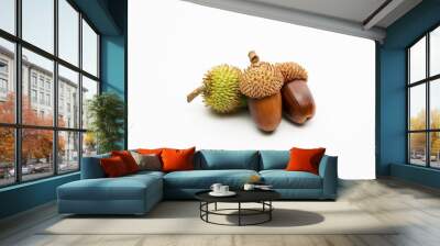 Close up shot two dry and one green acorns on a white background. Wall mural