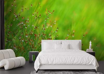 green grass in the morning Wall mural