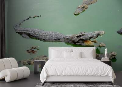 Group of freshwater crocodiles. Wall mural