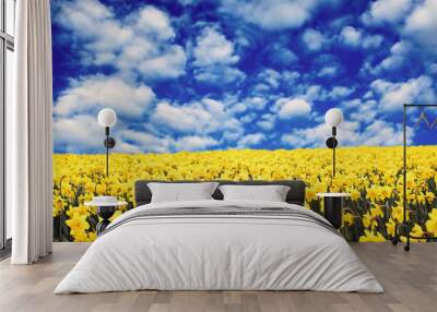 yellow daffodils Wall mural