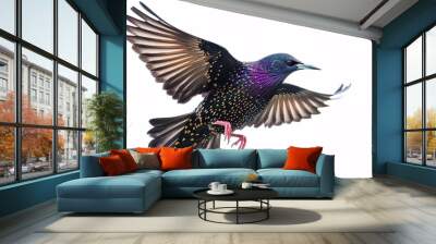 Starling (Sturnus vulgaris) isolated on white background Wall mural