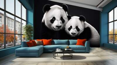 Two giant panda bear on a black background. Studio shot. Wall mural