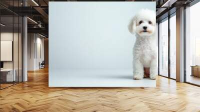 Adorable white fluffy dog sitting against a light blue background, looking curious and cute. Wall mural