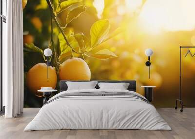 Close-up of ripe oranges on tree branches in a sunny citrus orchard, glowing in the golden light of sunrise or sunset. Wall mural