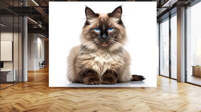 Siamese Persian cat isolated on white background Wall mural