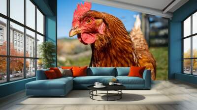 free range chicken Wall mural