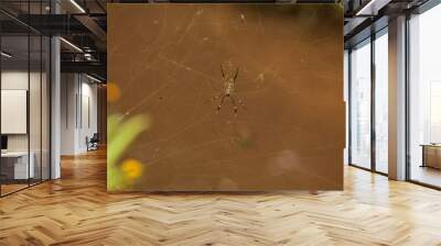 spider on web Wall mural