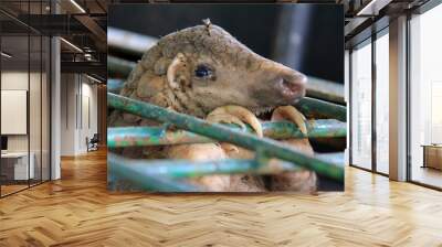 Rescue of pangolins in Pekanbaru, Riau, Indonesia. Wall mural