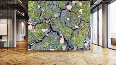 green moss on the stone Wall mural