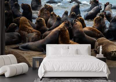 Sea lions on the sand of the beach. Wall mural