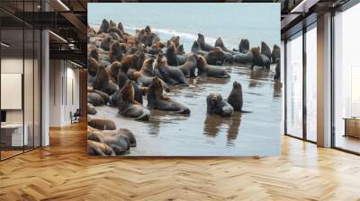 Sea lions on the sand of the beach. Wall mural