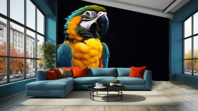 Blue and Gold Macaw Against a Black Background Wall mural