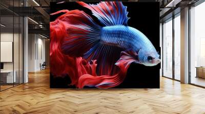 Betta Fish isolated on black Wall mural