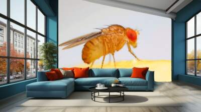 Fruit fly or vinegar fly (Drosophila melanogaster) on banana fruit surface. Wall mural