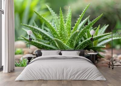 Aloe Vera leaves where growth in our house yard. It is natural ingredients of cosmetics, skin care and medicine Wall mural