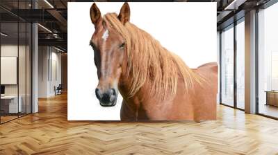 Horse head isolated on white Wall mural