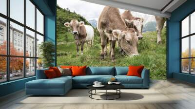 Cows in the swiss alps Wall mural