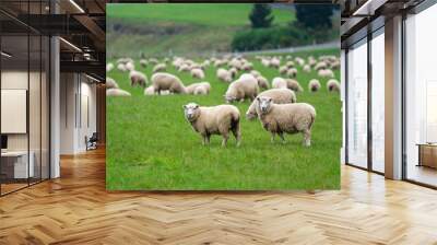 Cattle Sheep Grazing In Meadow Wall mural