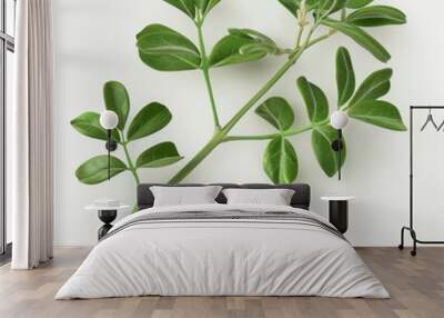 Green plant with lush leaves against a plain white backdrop Wall mural