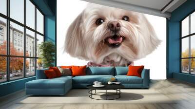 Small white Maltese dog in a pink polka dot shirt with a playful expression Wall mural