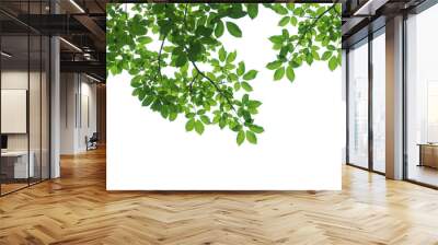 branch leaves or green leaf isolated. Tree Leaf Frame Wall mural